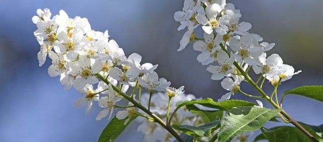 bzfe_de's tweet photo. Traubenkirsche im Frühling: Im #Frühling sind die weißen #Blüten der #Traubenkirsche (Prunus padus) kaum zu übersehen. Blüten schmecken kandiert oder als #Sirup. https://t.co/72kbLWIqy2 https://t.co/oUNCJcS0uu