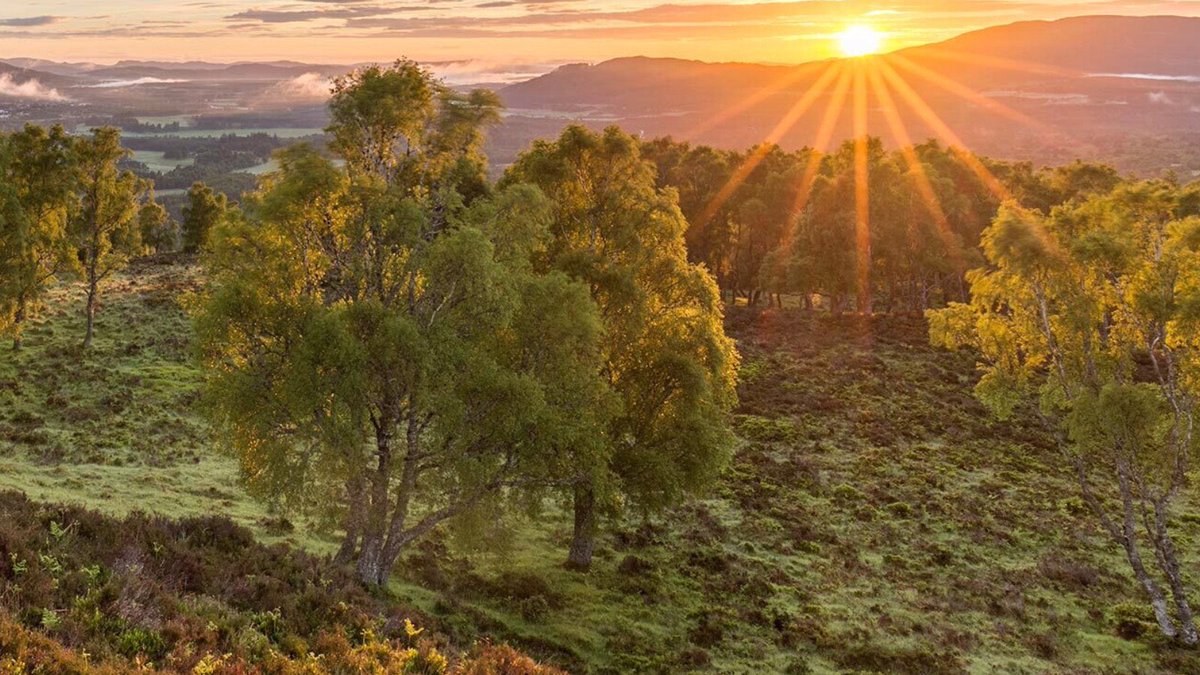 The UK’s Woods and Trees are a national asset that are in crisis. You can help. Read the @WoodlandTrust #StateOfWoodsAndTrees to find out how and what needs to change to reverse this threat.