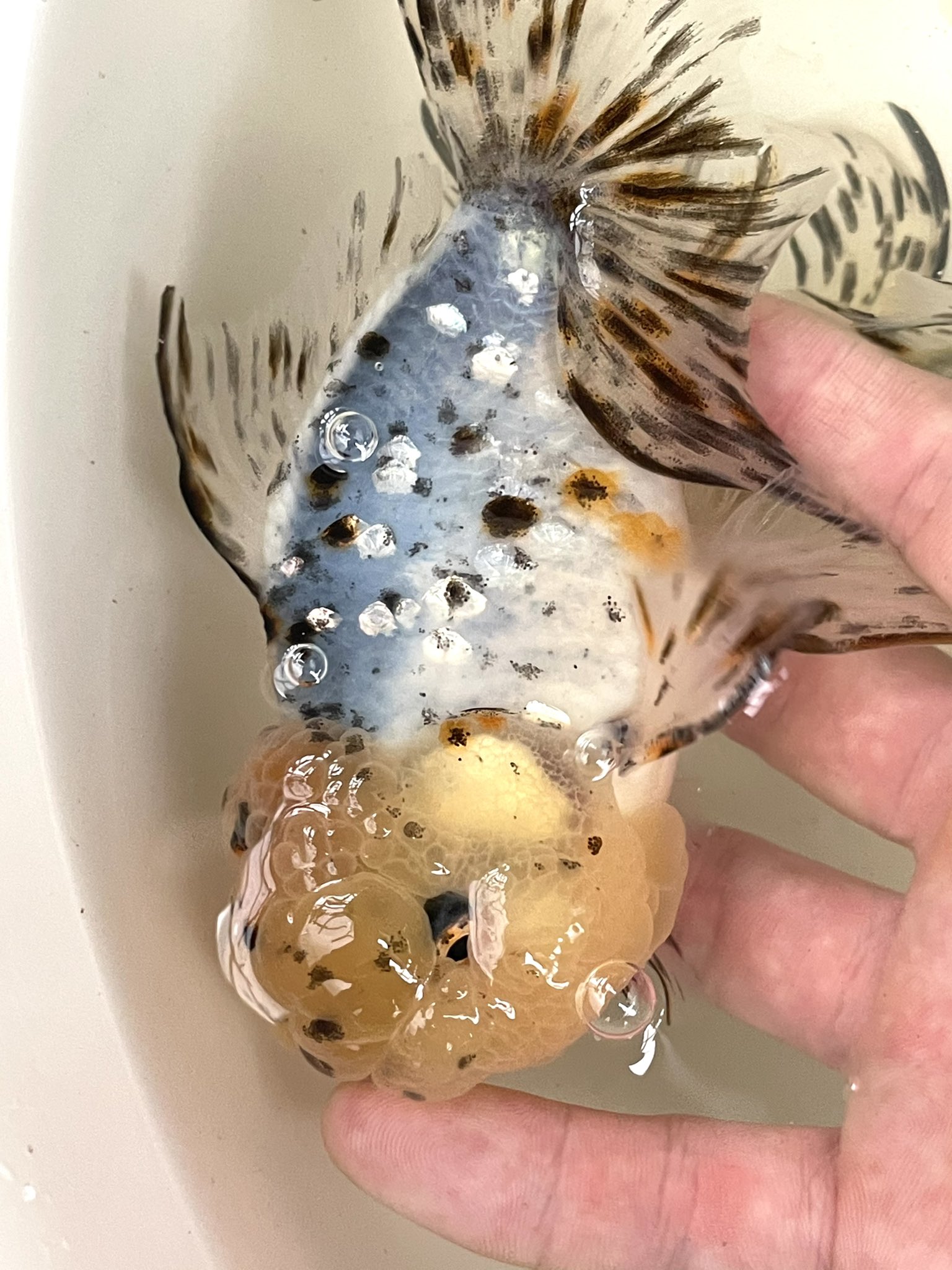 すてら على تويتر 鈴木東錦4歳 まだまだ浅葱と銀鱗で魅せてくれる T Co Qvt7rcm0pi تويتر