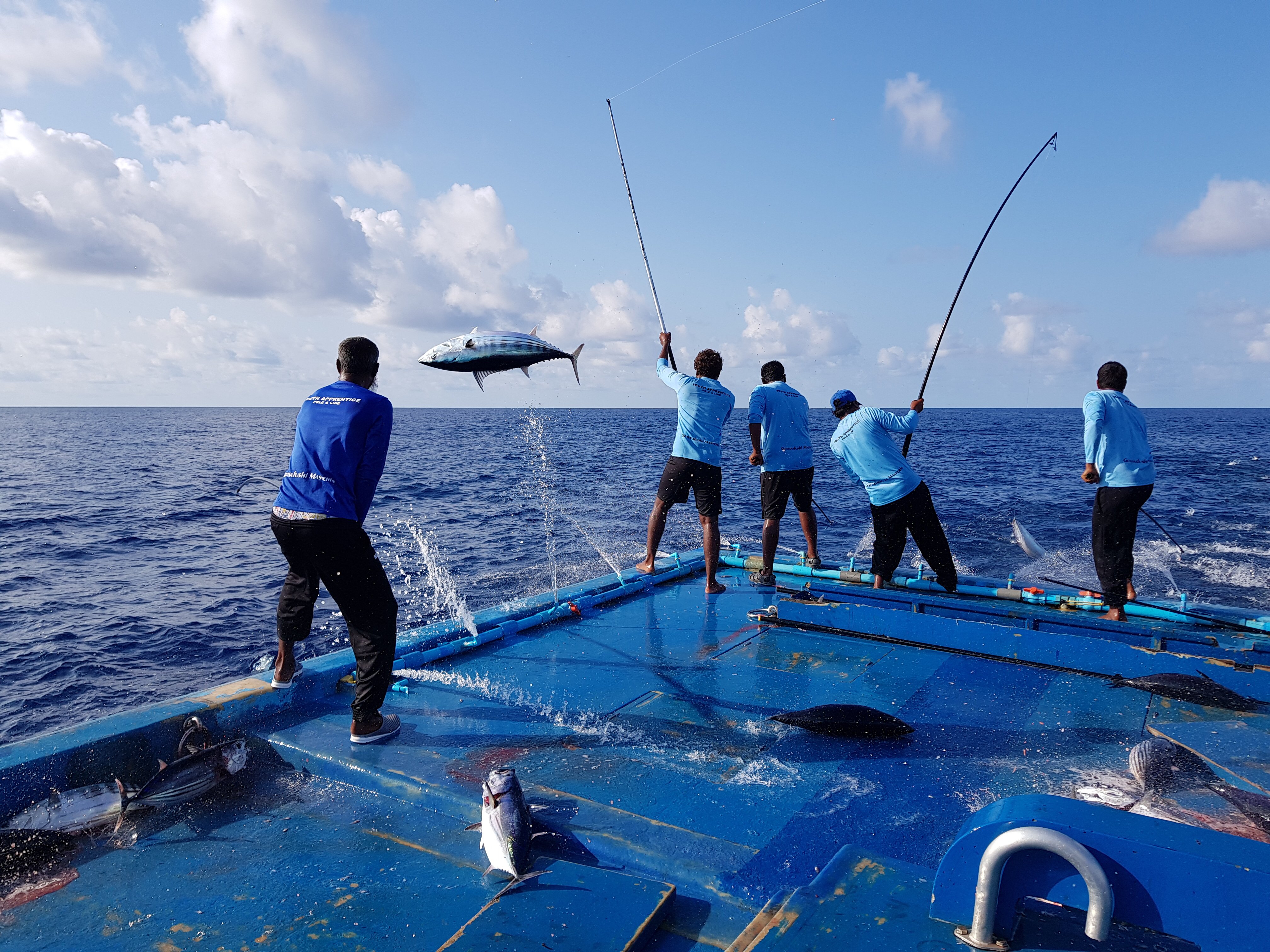 MIFCO on X: Good afternoon.. pole and line fishing; the most sustainable  fishing method!!! #fishing #fish #poleandline #sustainablefishing #nature  #tuna #maldives #wildcatch #MSC #environment #skipjack #tuna #maldivestuna  #indianocean #community https