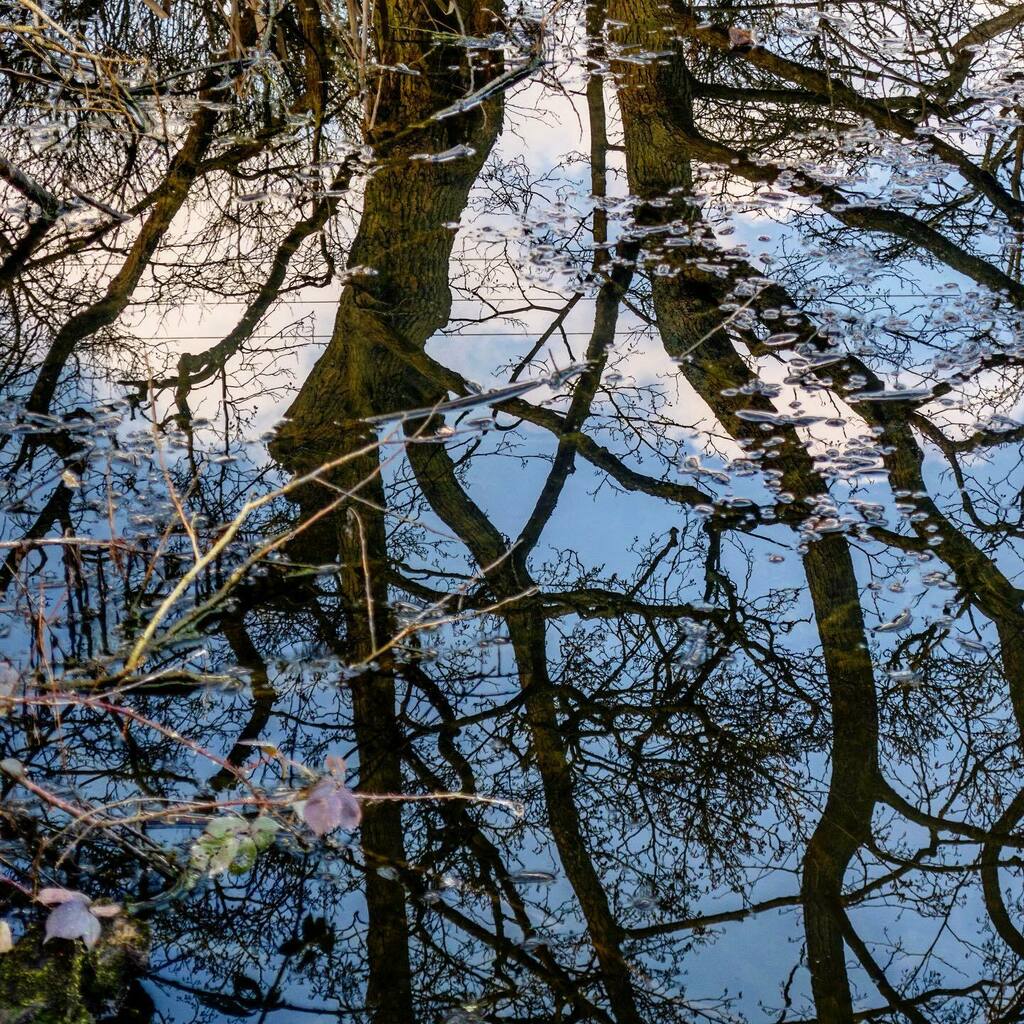 RadioAndrewE's tweet photo. Tree reflections 2): Meanwood Beck, Leeds, Yorkshire (28/2/21)
.
.
.
#reflection #reflections #reflectionsinwater #leeds #meanwood #meanwoodbeck #trees #tree #treereflection #abstract #lockdown #lockdownlife #dailyexercise https://t.co/F0x4Hx6wNZ https://t.co/sGEKZpjOYe