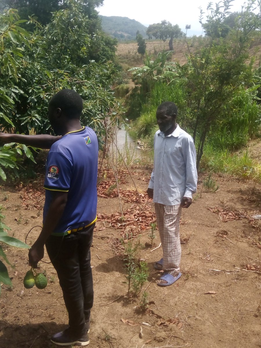 officialDrHerry's tweet photo. No matter the size of your audience keep doing the good Job... #Avocado 🥑🥑🥑 #FarmingHelpAwarenessWeek 🇹🇿🇹🇿🇹🇿 ✌️✌️ https://t.co/EtD6FSP8Ei