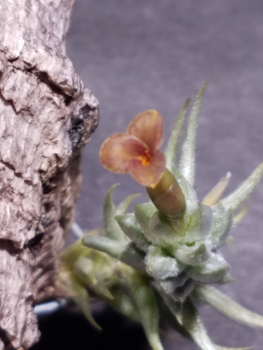 trimleaf's tweet photo. Tillandsia angulosa

購入時と違う容姿なって花が咲きました⁉️
angulosaなの❓ https://t.co/32m7ar1529