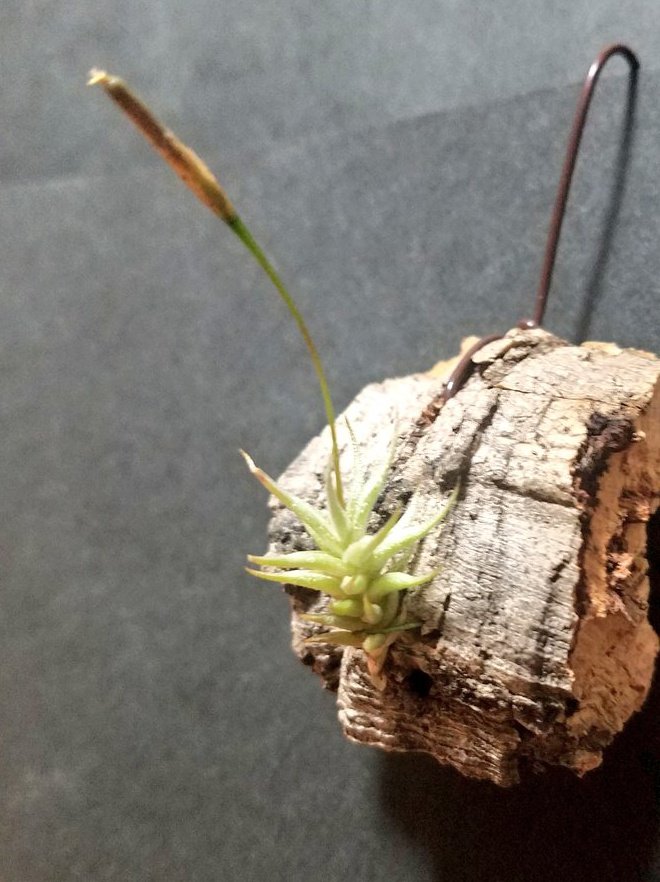 trimleaf's tweet photo. Tillandsia angulosa

購入時と違う容姿なって花が咲きました⁉️
angulosaなの❓ https://t.co/32m7ar1529