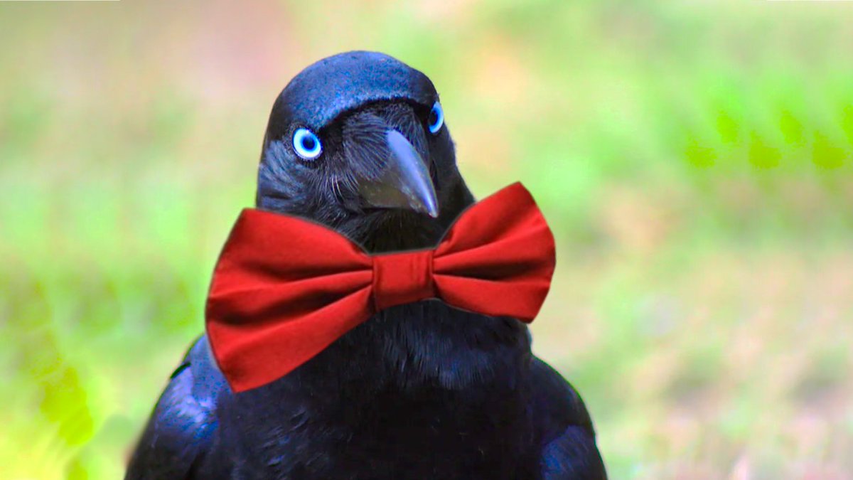 BowsCrows's tweet image. Dressin up, just because it's Wednesday somewhere