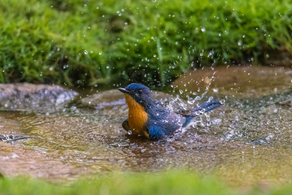 #birds need their daily baths to keep their feathers in good condition
#BirdsSeenIn2021 #TwitterNatureCommunity @Avibase #ThePhotoHour #nature #wednesdaywallpaper @ParveenKaswan #IndiAves