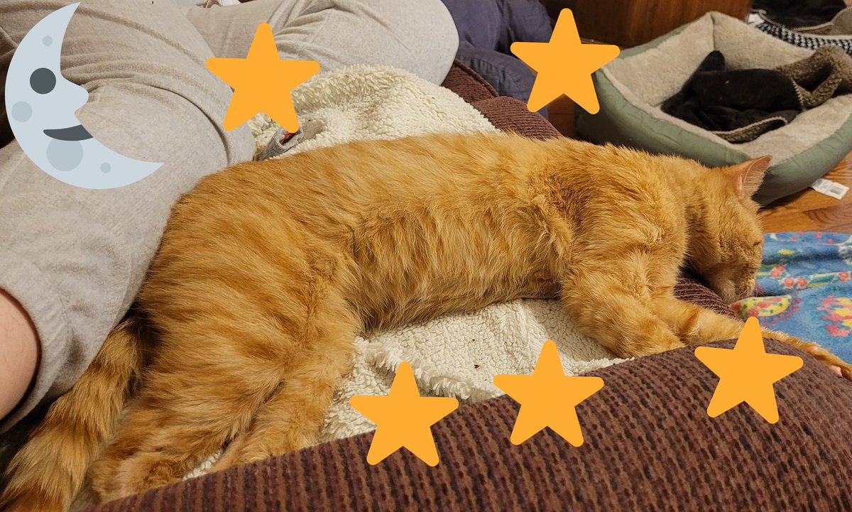 lynnslagle42's tweet photo. ......until the morrow. May you all sleep peacefully and have the most wonderful dreams. This sleepy tiger bids you goodnight #cerebellarhypoplasia #chlove #wobblykitty #chkitty #sleepysleeptime #comfyinbed #sweetdreamsofnobootie #dreamsofeggiesandhussies https://t.co/JPx2OXuEkH