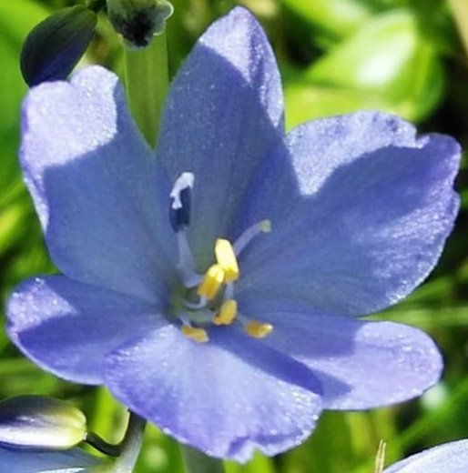 AngelaMariabs20's tweet photo. Happy Wednesday 💙🌾💙 https://t.co/SxAdohzxMj