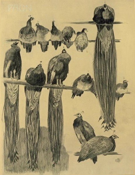 "Animal Srudies"

Mathurin Méheut (French,1882-1958) 