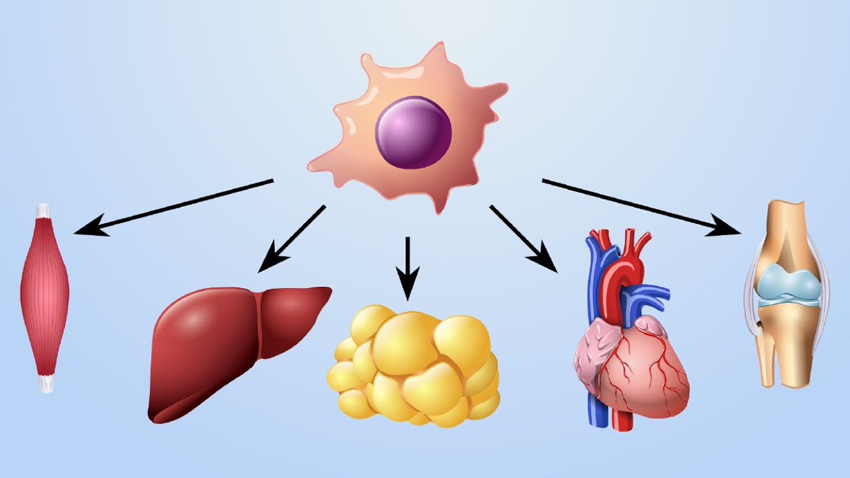 LauraBo77031702's tweet photo. We will come up with the updated dates of #stemcellcongress2021 very soon. Get everything ready and submit the #abstracts to the below link.
#Enroll your name as #speaker and #delegate.
Visit:  https://t.co/vZvFw9WDsg https://t.co/R9VsTM0euK