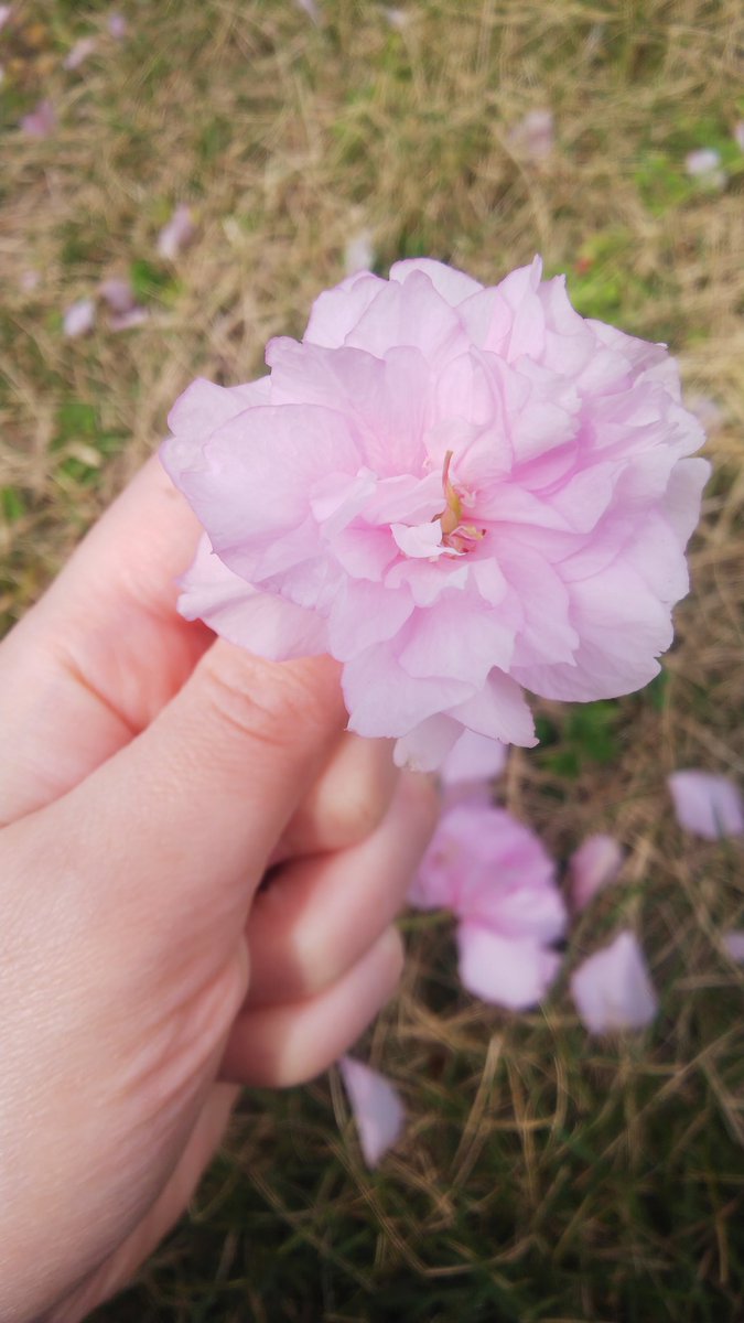 セイヨウキランソウ