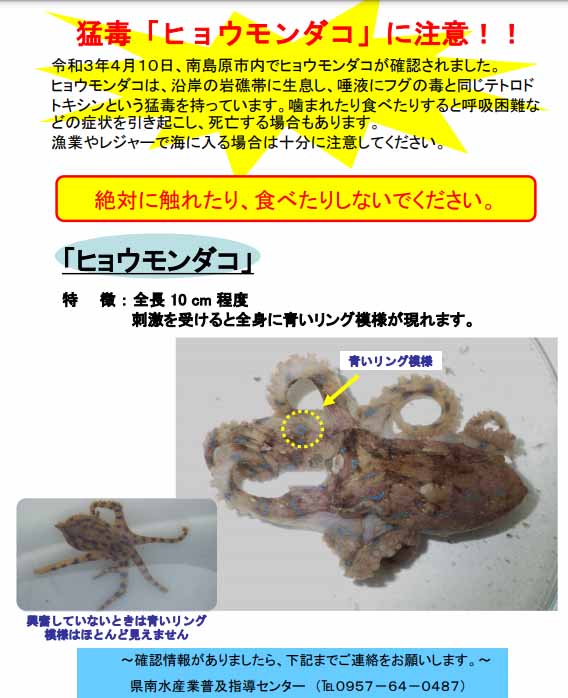 石川 島原水屋敷 島原の海岸 猛毒 ヒョウモンダコ 注意 4 10 南島原市内の沿岸で ヒョウモンダコ を発見 フグ毒と同じ猛毒 噛まれたり 食べたりすると 呼吸困難 を引き起こし 死亡する 可能性アリ T Co K3xlmfxssp 昨年は