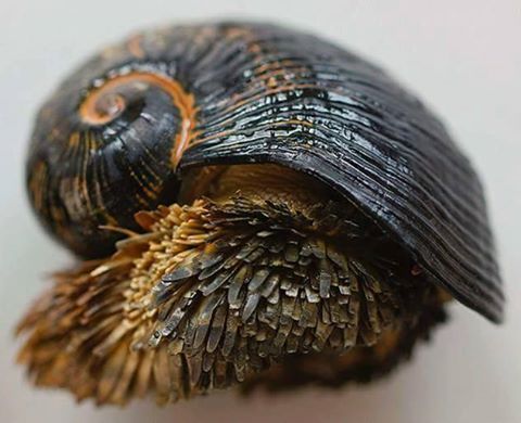 cronicasdefauna's tweet photo. El caracol de pie escamoso fue descubierto en 2001 asociado a chimeneas hidrotermales del Océano Índico. Es el único animal que usa sulfuros de hierro para hacerse una armadura bio-metálica. Para saber más: https://t.co/7plqTSzy0b https://t.co/lmMFSpkQJj