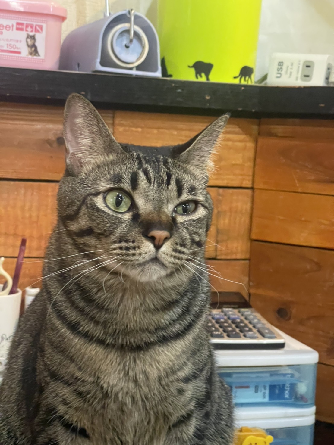 猫カフェ Shana シャナ Catcafe Shana Twitter