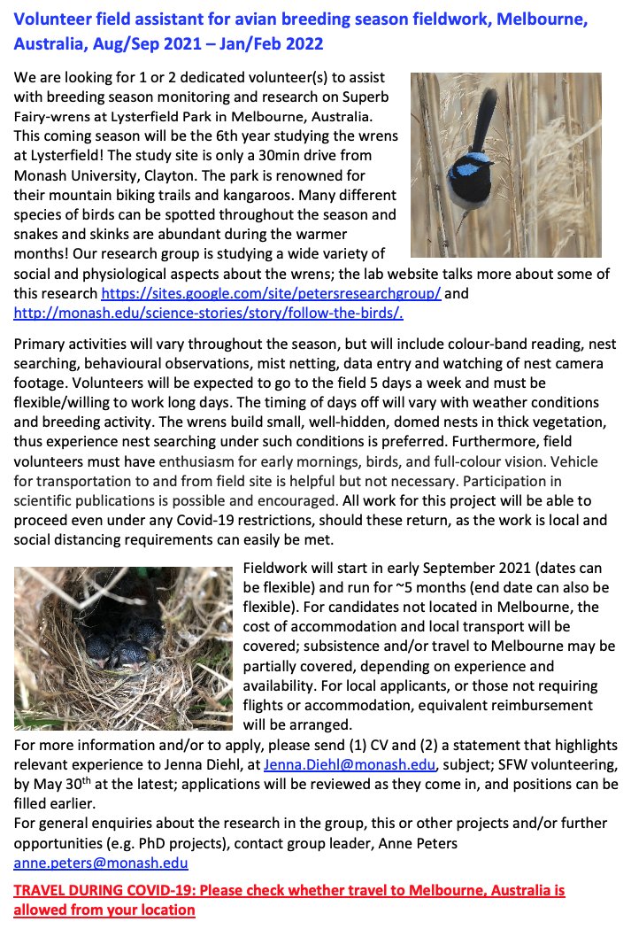 Looking for Volunteer field assistants for superb #fairywren breeding season #fieldwork, Melbourne, Australia, Aug/Sep 2021 – Jan/Feb 2022. Come and join us in our study of these perky little beauties. #NZbird enthusiasts take advantage of the travel bubble!