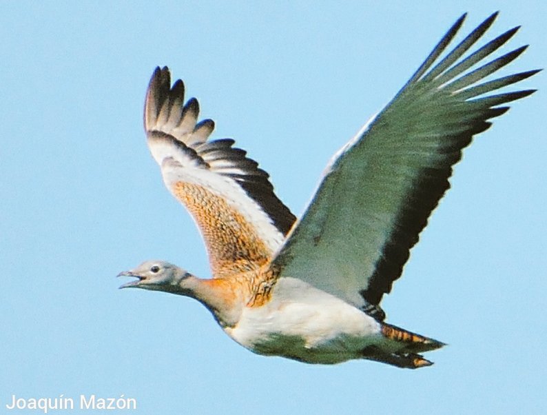 La implantación de praderas mejoradas de secano en pastizales mediterráneos favorece a aves y artrópodos, y también a la ganadería extensiva. Recién publicado en <a href="/ejwr_cm/">European Journal of Wildlife Research (EJWR)</a> rdcu.be/cizp5 Una buena opción para financiarse en el #PePAC post2020