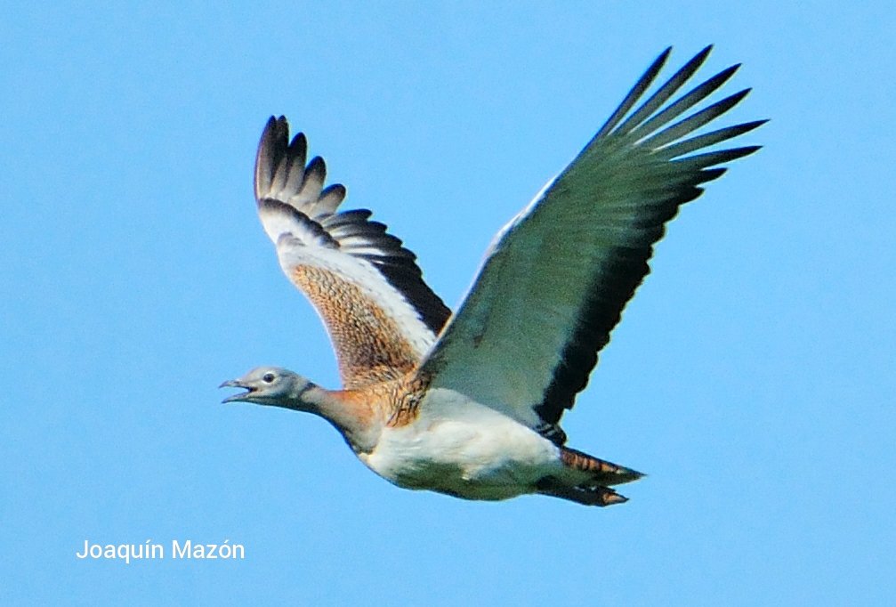 Sowing enriched pastures in mediterranean grasslands favours both biodiversity and extensive farming. Recently published in <a href="/ejwr_cm/">European Journal of Wildlife Research (EJWR)</a> rdcu.be/cizp5
A proposal to be elegible for funding under #CAP post2020