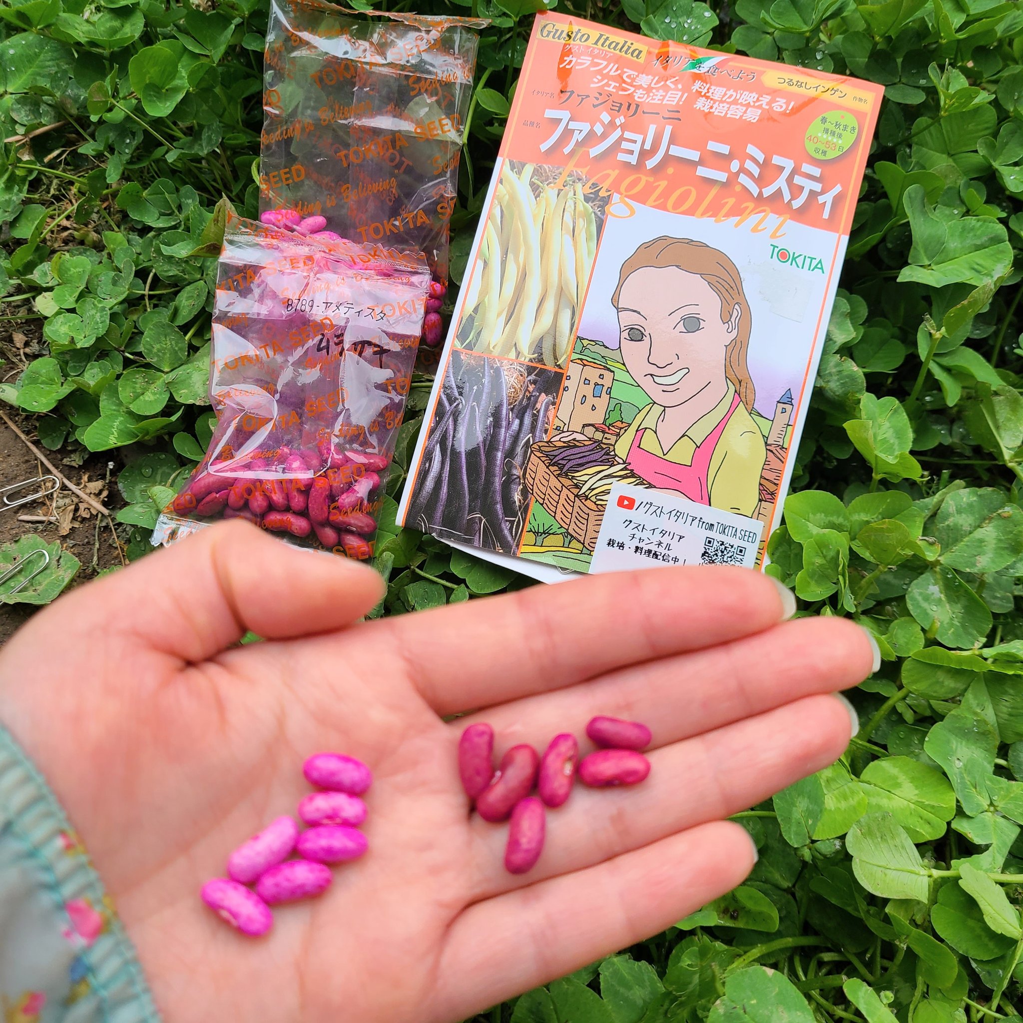 信州発 家庭菜園 Q S Natural Garden 紫色と黄色の インゲン 栽培中 紫の方が開花しました キレイだったのでパチリ つるなしインゲン ファジョリーニ ファジョリーニミスティ イタリア野菜 トキタ種苗 T Co F18s8v3hrk