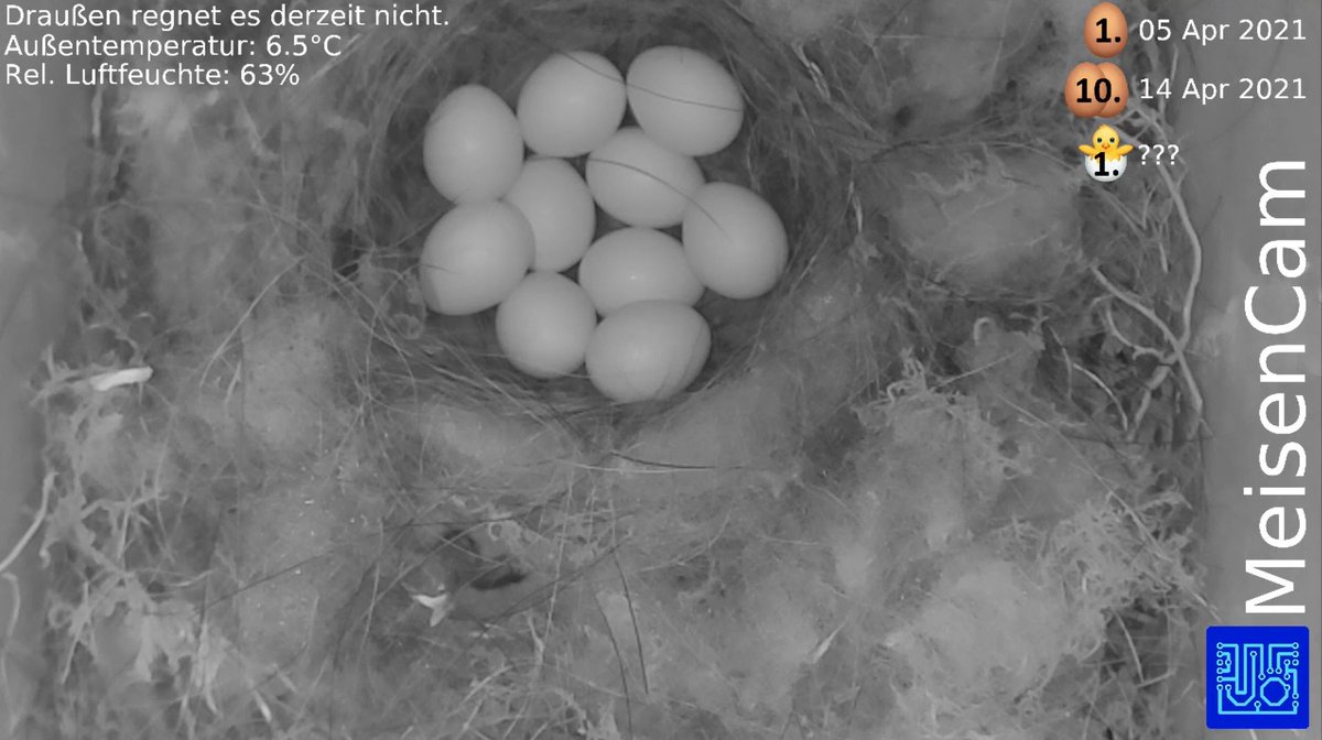 twitch.tv/MeisenCam

how it started            how it's going