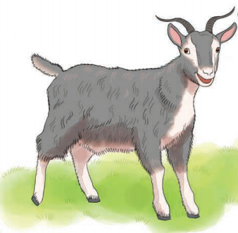 Johnny_Magory's tweet photo. Continuing on our Farmyard Féasta series, today's star is The Old Irish Goat - sean-gabhar Éireannach 🐐
https://t.co/J6UjlChpcj
#JohnnyMagory #OldIrishGoat #Farming #FarmBooks https://t.co/p11EuVvrPL