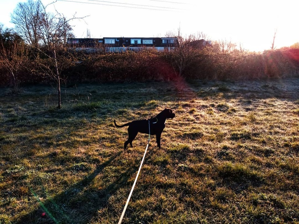 Elcrest's tweet photo. #zonop in #groningen #mogge #zonop #pup #pupsofinstagram #almostoneyearold https://t.co/M1SphB1rp4 https://t.co/gZsN8VVYf2