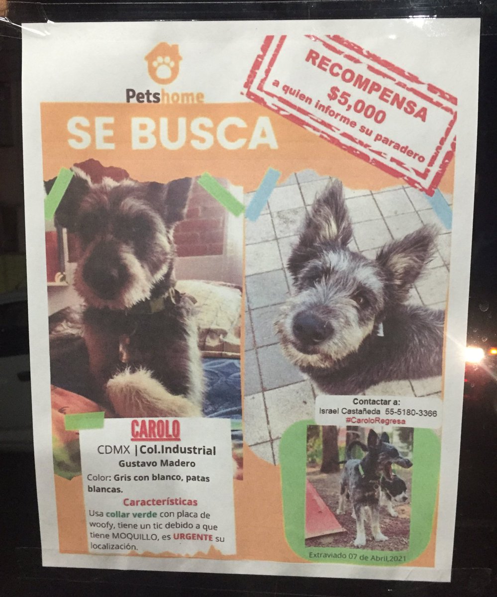 RococoCrew's tweet photo. #AtentoRococóCrew! Ayudemos a difundir para que este perrucho regrese con su familia! https://t.co/e5rb4O8Ari