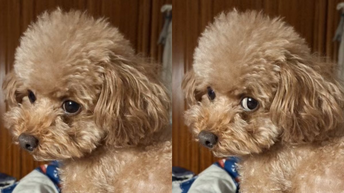 brucnya's tweet photo. 🤣🤣my dog https://t.co/ZUljHF2PKr