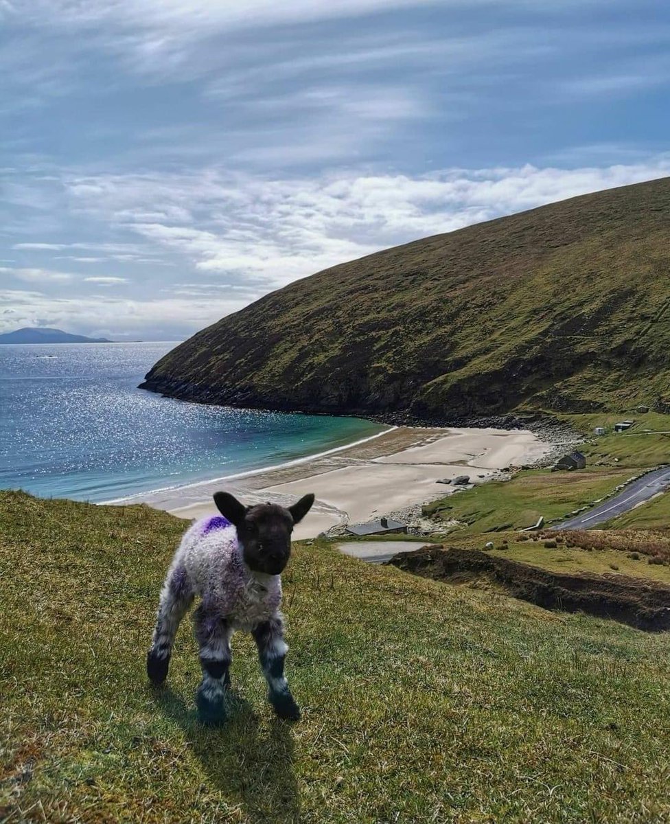 Good morning from Keem Bay ❤ 
This little new born lamb loves the camera. 
📸 <a href="/irish/">Sean O'DROPTABLES</a>.hikes.with.alan 
#KeemBay #achill #wildatlanticway #ireland #irlanda #makeabreakforit #visitachill #achillisland #lambs #spring #whenwetravelagain