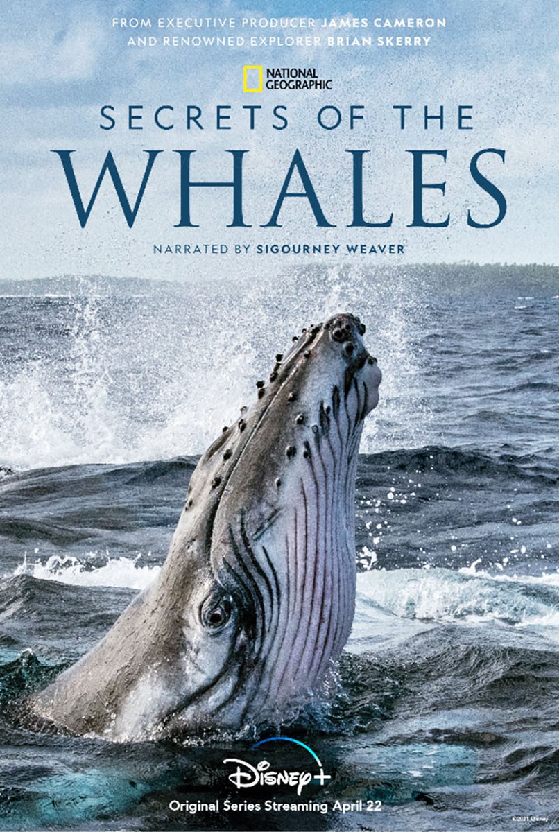 Avcesar's tweet photo. Les secrets des baleines : la série doc produite par James Cameron bientôt sur Disney+ #Disneyplus @DisneyPlusFR #journeedelaterre #SigourneyWeaver @SigourneyWRuss #JamesCameron @JimCameron #NationalGeographic #BrianSkerry #BrianArmstrong #AndyMitchell https://t.co/kqxK9oYOJv https://t.co/KLDigTdfrQ