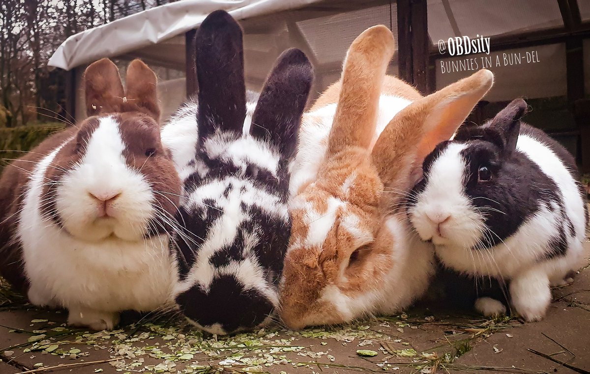 obdsity's tweet image. Good Morning from Cerbunnus, the Four-headed Rabbit 😄😄

#WhiskerWednesday