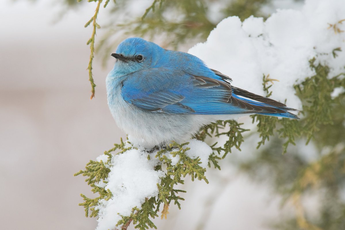 mountain bluebird.

파란건 수컷만. 암컷은 수수한 색이다.