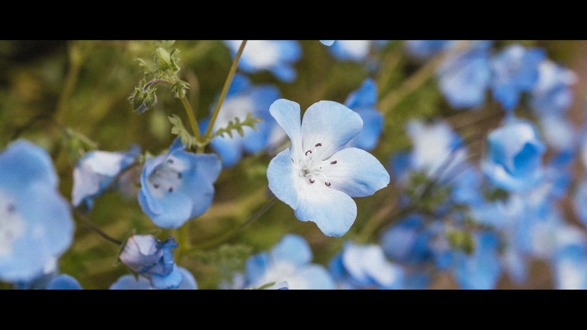 mag_cinephoto's tweet photo. 春、色とりどりの花々。 https://t.co/KvefrN4CE2