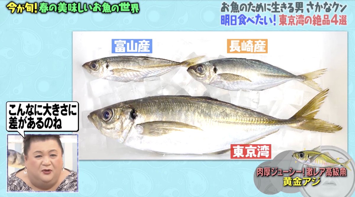 アジ好きですか 先日さかなクンが黄金アジを番組で紹介してくれたみたいです 絶品黄金アジフライ是非食べに来て下さい お待ちしております 黄金アジ T Co Mgj8bsq4xd