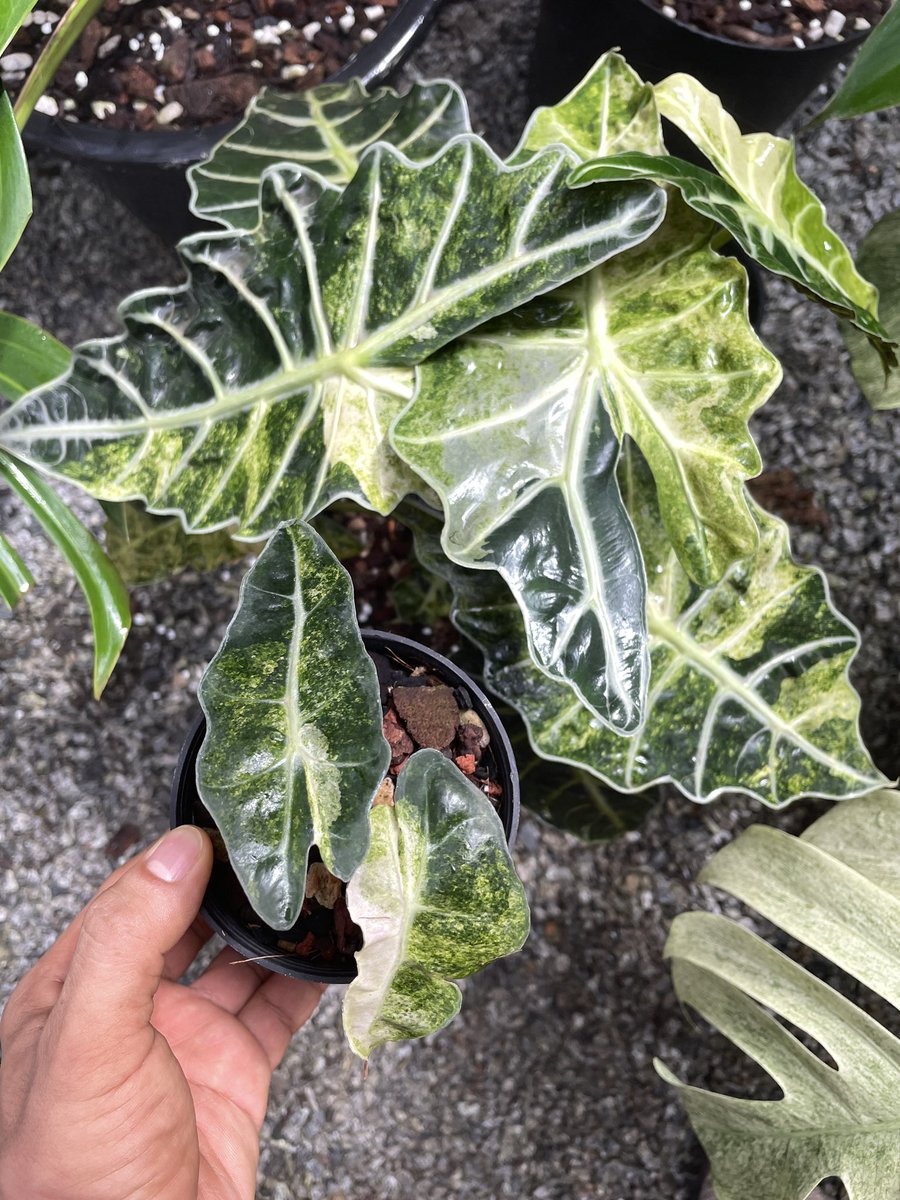 Alocasia Polly Variegata Mint.
