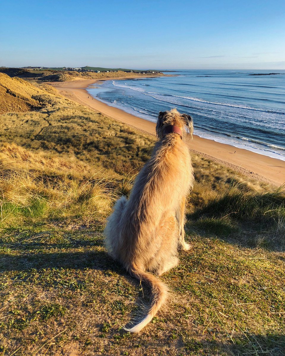 DaisyOfNland's tweet photo. Up on my favourite perch again... https://t.co/pp6iHC7G4F