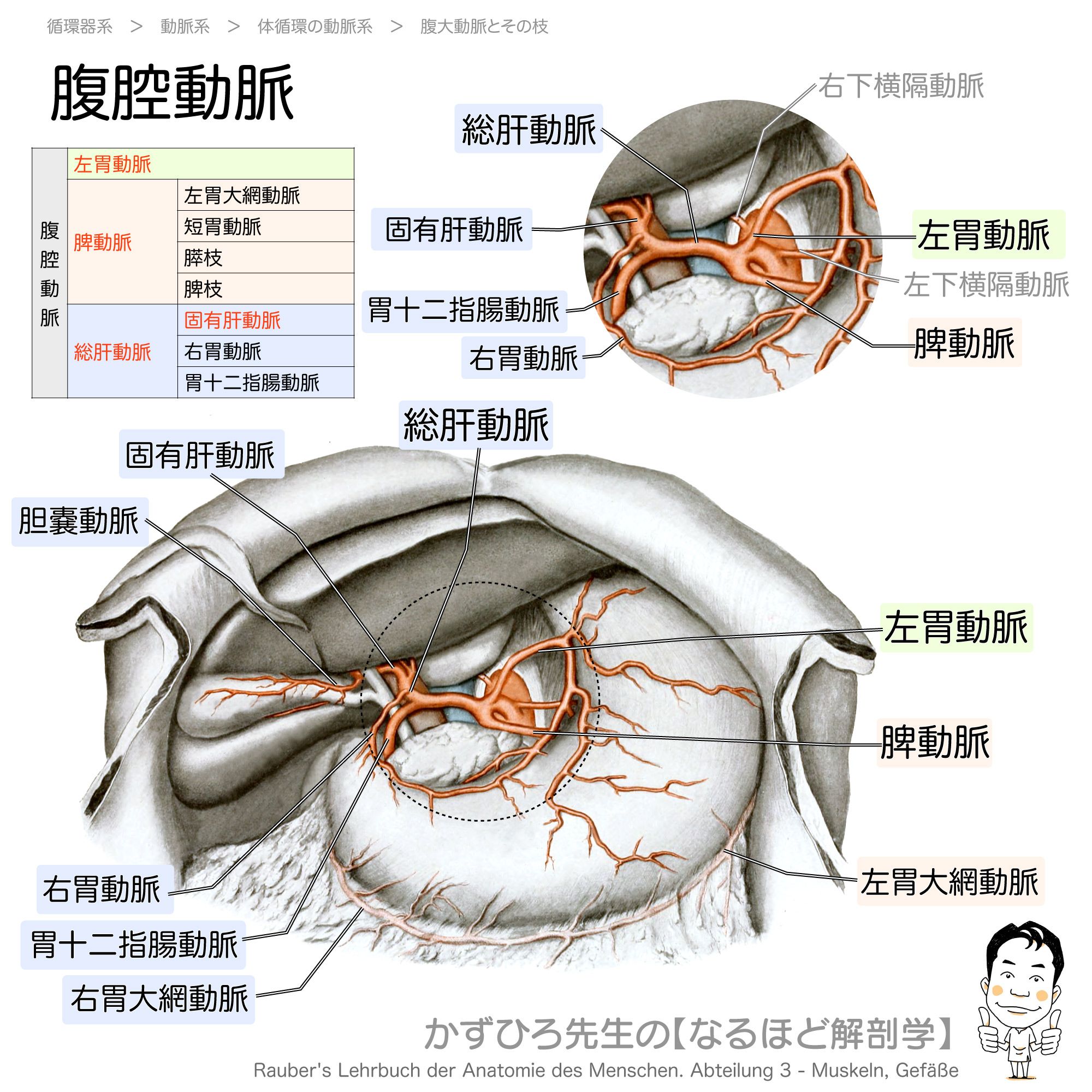 かずひろ先生 なるほど解剖学 on Twitter