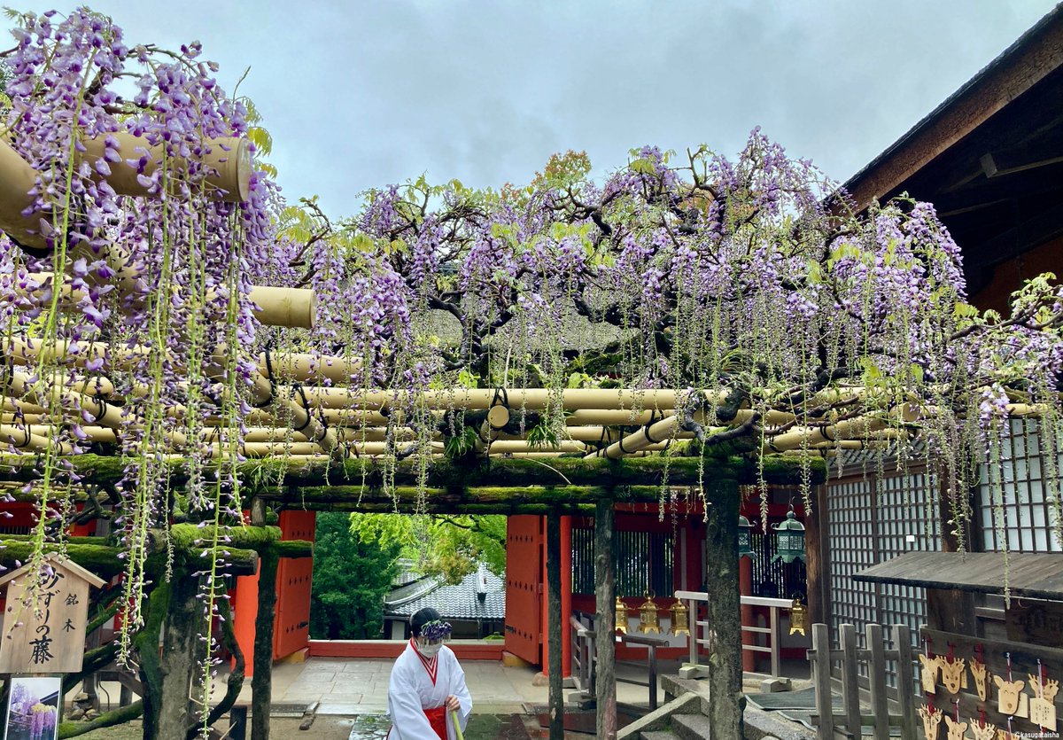 春日大社 Kasugataisha Shrine 公式 今日の藤 砂ずりの藤の様子 今日は雨に濡れてツヤツヤです 花の数が増えたような 春日大社 奈良 藤 藤の花