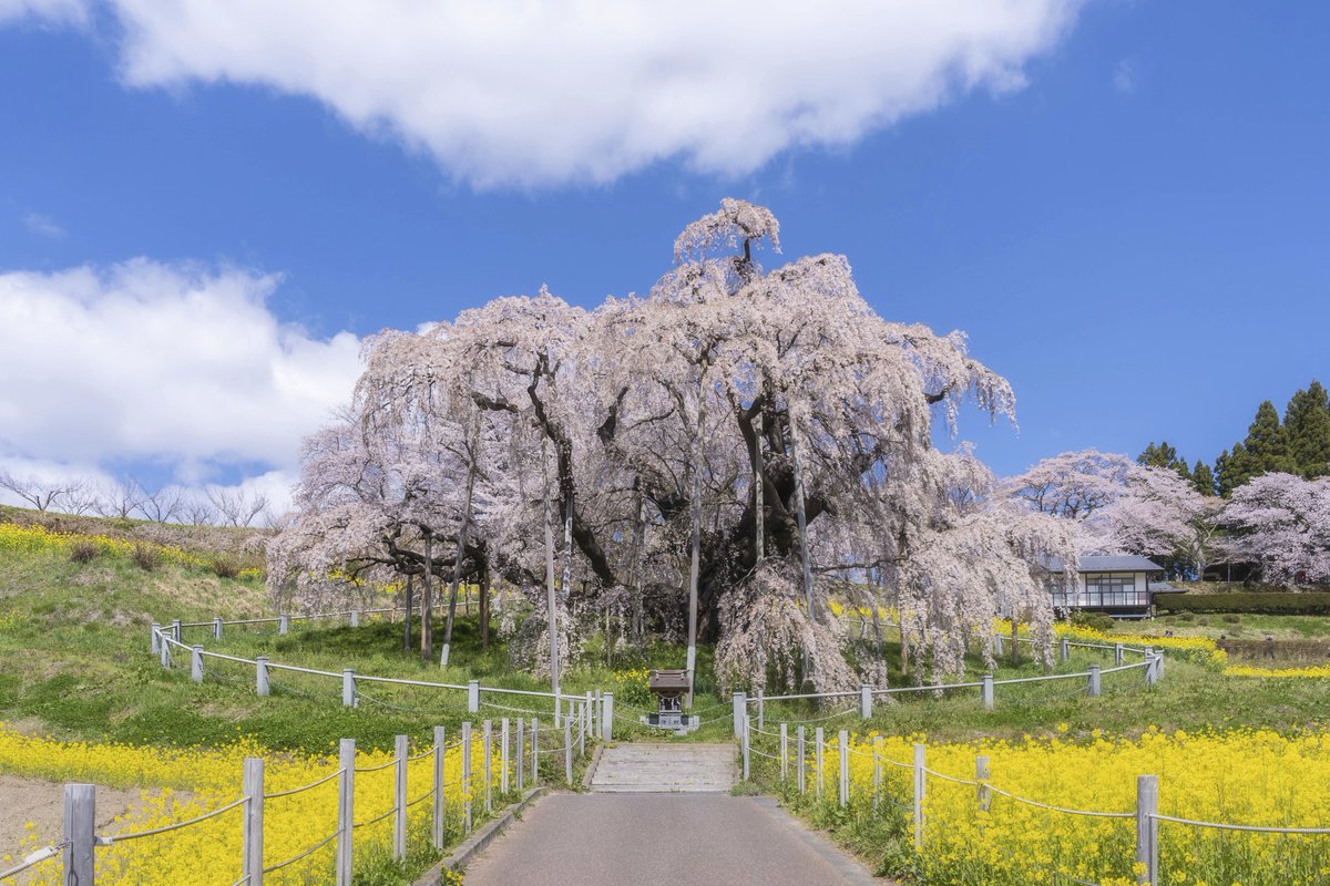 Phaengy ペーン 福島の一本桜が綺麗すぎて感動しました 三春滝桜 塩ノ崎の大桜 日向の人待ち地蔵桜 合戦場のしだれ桜 東京カメラ部 福島