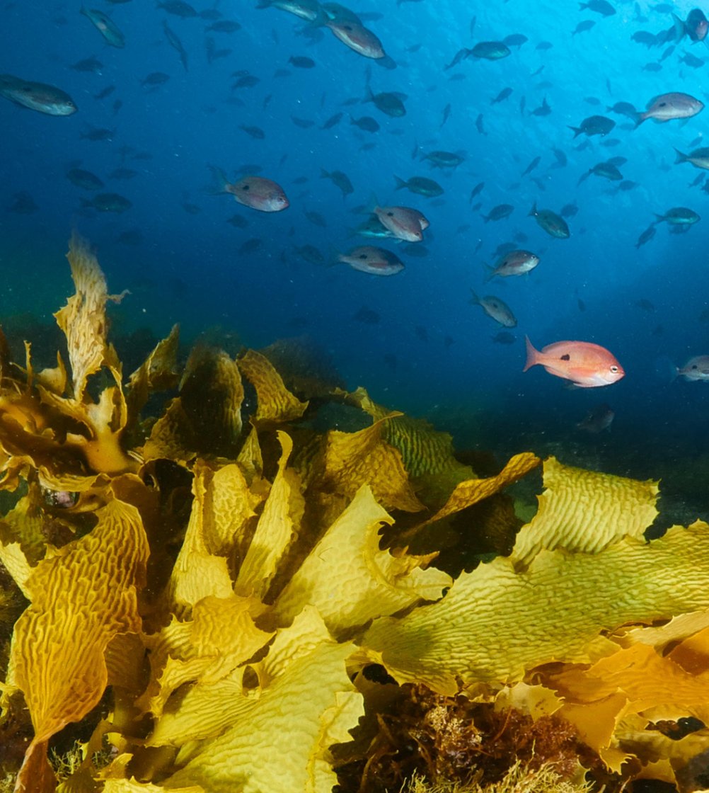 Ocean Imaging (@oceanimaging) on Twitter photo We are thrilled to have our new #GreatSouthernReef educational materials (developed through the support of <a href="/NatGeo/">National Geographic</a>) introduced to teachers in Australia for the first time this weekend at the <a href="/seaweedforests/">seaweedforestsfestival</a> Festival in Sydney. We are thrilled to have our new #GreatSouthernReef educational materials (developed through the support of <a href="/NatGeo/">National Geographic</a>) introduced to teachers in Australia for the first time this weekend at the <a href="/seaweedforests/">seaweedforestsfestival</a> Festival in Sydney.