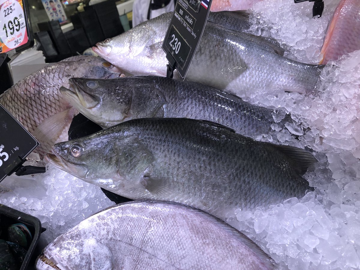 ゆなちゃん タイでバラマンディ育てる人 Yunaaquarium Twitter