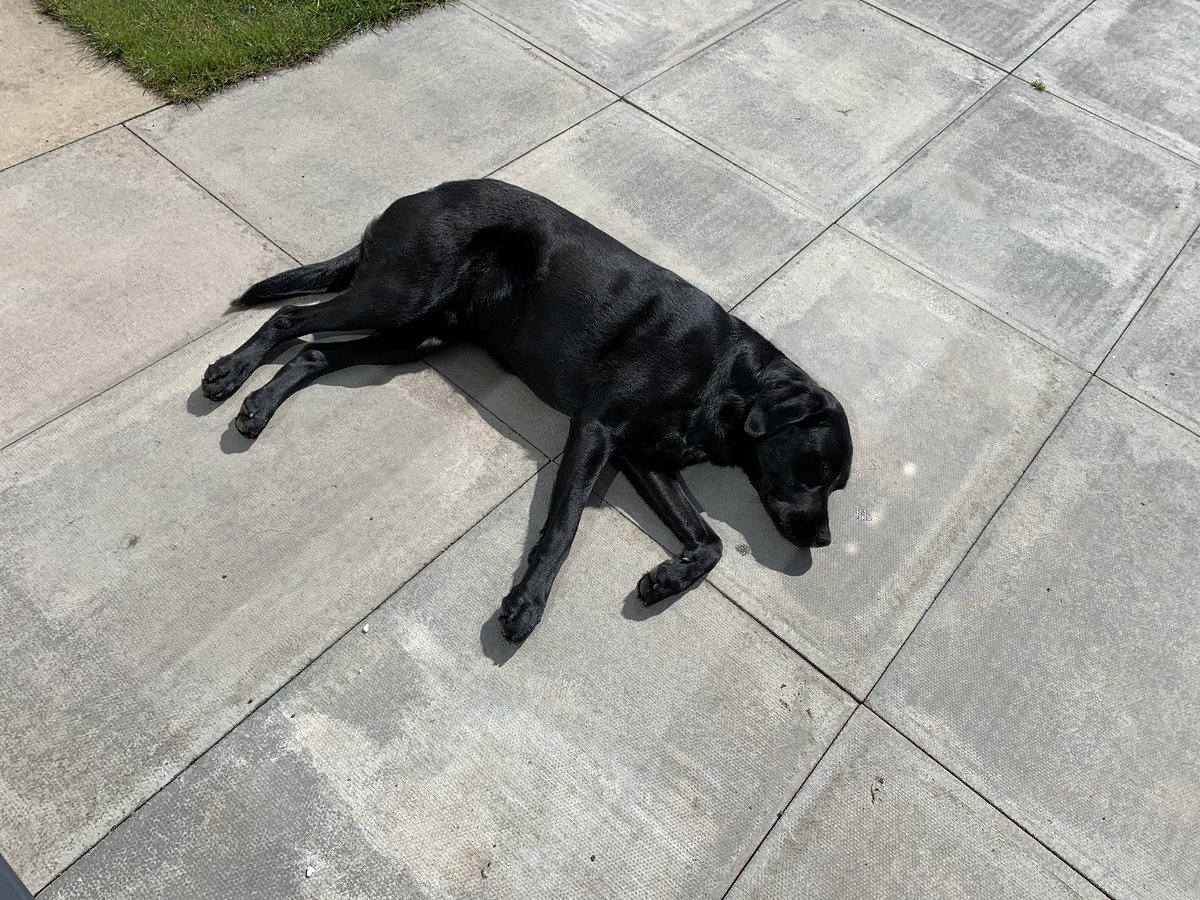 Hard to believe 3 years have passed since this monkey came to live with us. He’s big and bold, loves people and toast, and brings so much fun to our home. And also hair... so, much hair. Happy anniversary Ziggy!