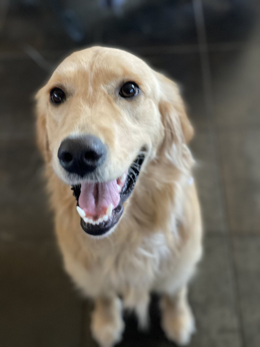 Bunsen, Beaker, Bernoulli & Brix tweet media