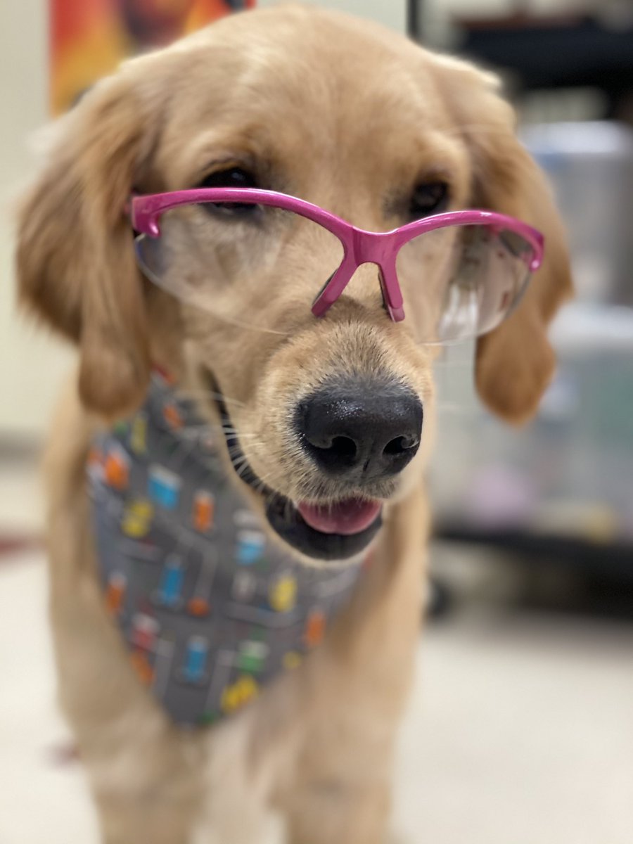 Bunsen, Beaker, Bernoulli & Brix tweet media