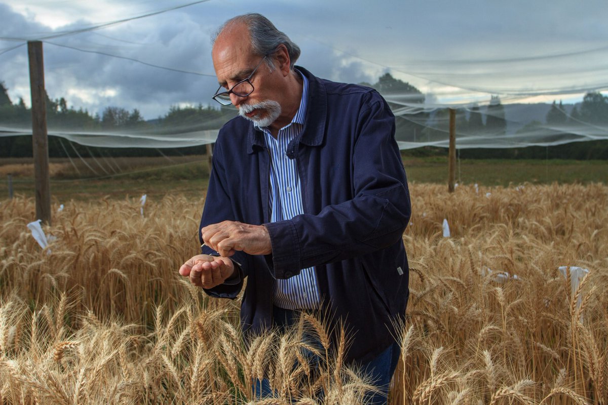 Científicos de la <a href="/UAustraldeChile/">Universidad Austral de Chile</a> buscan potenciar rendimiento y calidad del trigo con #biotecnología 🍞 🇨🇱chilebio.cl/2021/04/13/cie… | Anteriormente desarrollaron un trigo genéticamente modificado que logró un aumento de 12% del tamaño de los granos sin reducir el número de estos.