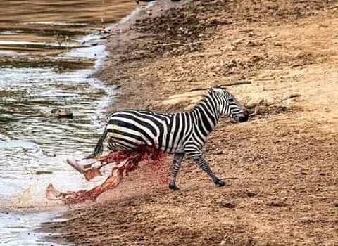 WuodOwila's tweet photo. The Same God Who Saved You From Your Enemies and Worst Moments will Show You the Way Forward.
He will Definitely Teach You How to Limp Again..
Justice Warsame
Interior CS Matian'gi
Martha Koome
#ICCLoading
#IMFStopLoaningKenya
#Goteana
#NamuExposesRuto https://t.co/sbXhi7n3VV