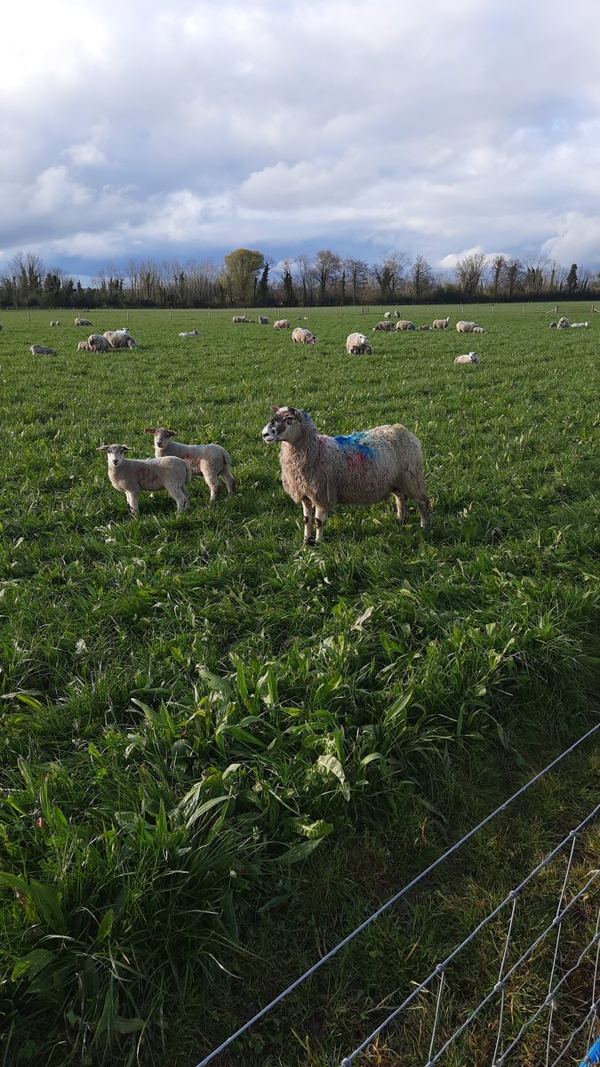 Jonny_H2018's tweet photo. A benefit to the current lockdown is being able to, check the ewes on my grazing trial with @wearegerminal &amp; @IrishResearch, help with the #bsas2021 conference and present my research topic to the 4th yr sheep production class @ucdagfood ! All before lunchtime! https://t.co/gNcNHVh3qe