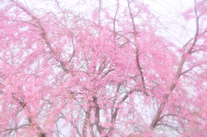 しだれ桜のtwitterイラスト検索結果 古い順