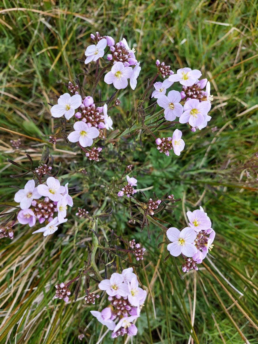 Donna Rainey tweet media