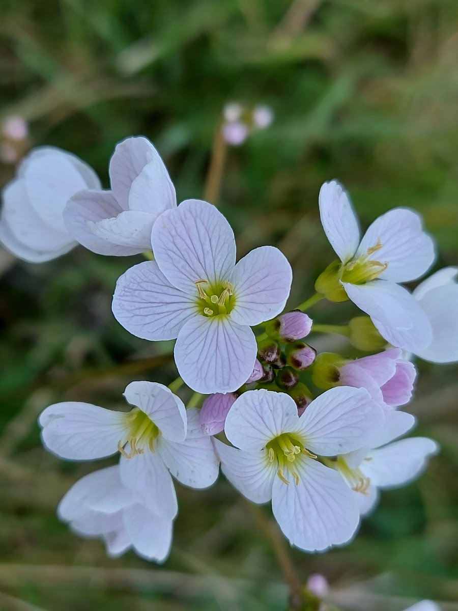 Donna Rainey tweet media