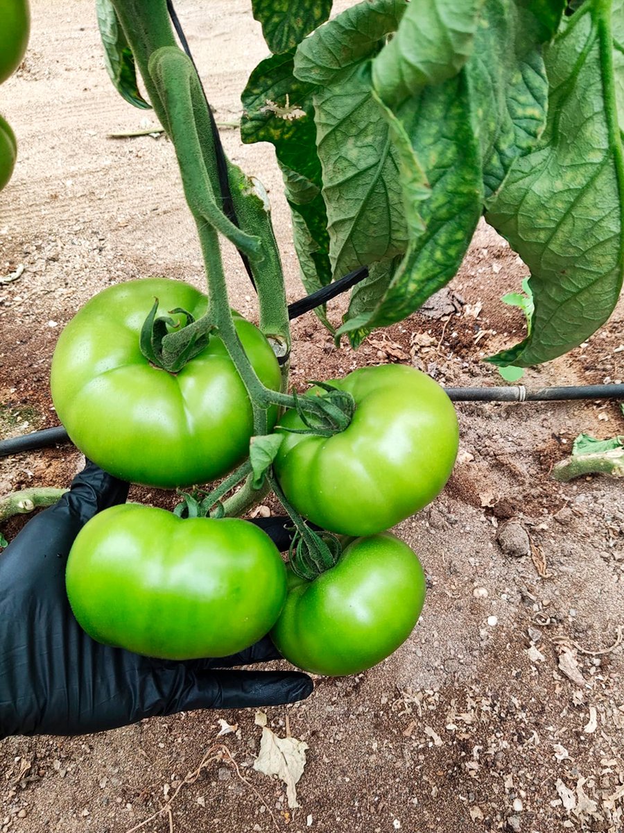 HMCLAUSEIBERICA's tweet photo. #Kabrera es precocidad, calibre y dureza 🍅🌟
Nos acaban de llegar estas fotografías desde Campohermoso, Níjar 📍 con fecha de trasplante el 05/01/21 📅
Una variedad tipo Beef que destaca por su sabor y calidad.
¿Tú también eres de Kabrera? 😉
#conectaconclause #yosoydeclause https://t.co/Eq81pV65lT